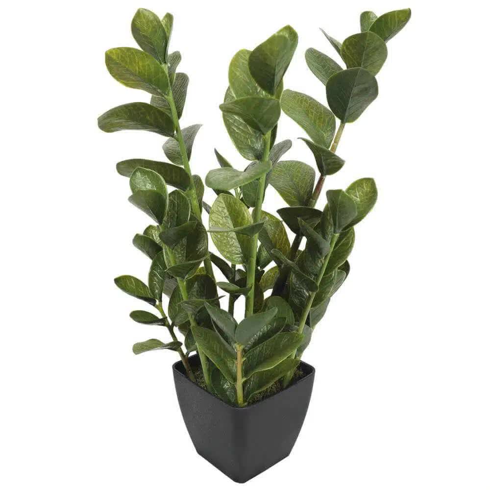 72cm Potted Multi Stem Zanzibar